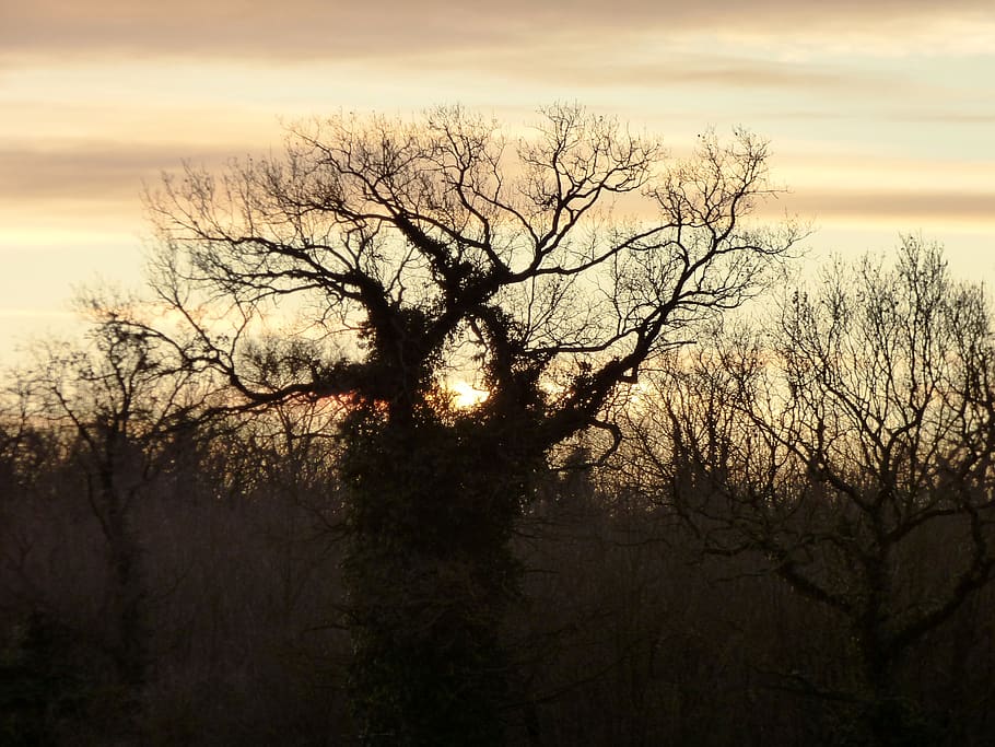 tree, twilight, sky, nature, landscape, horizon, clouds, plant HD wallpaper