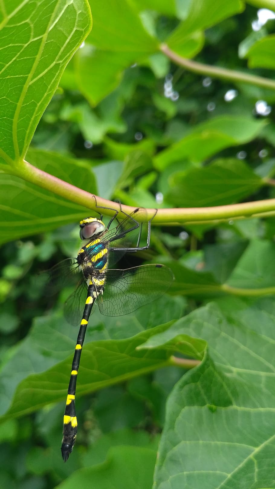 nature, insect, beautiful, green, tree, leaf, close up, invertebrate HD wallpaper