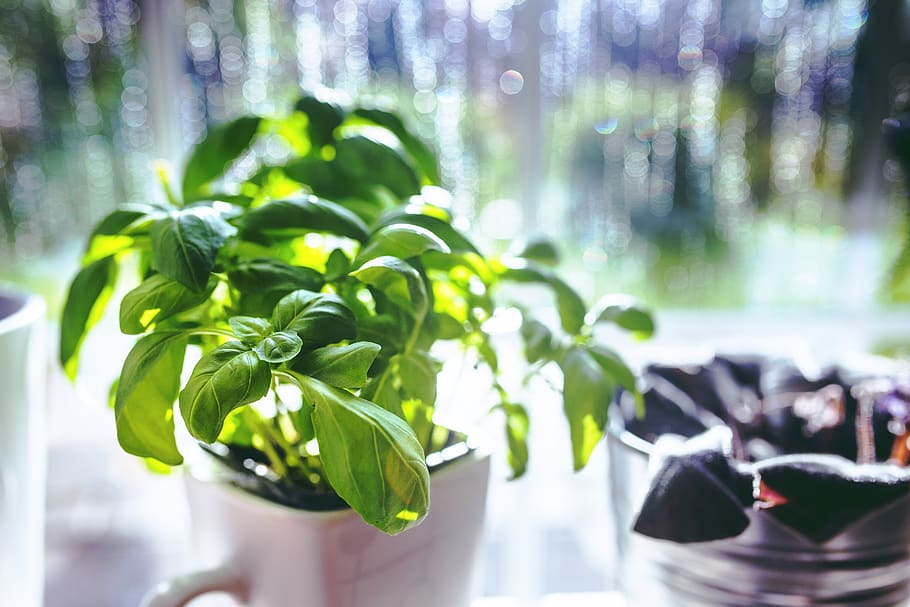 Basil in the cup, herbs, plant, green color, growth, leaf, plant part HD wallpaper