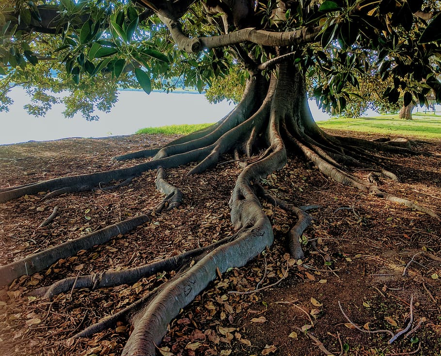 Gray Trunk Green Leaf Tree Beside Body of Water, close-up, daylight HD wallpaper