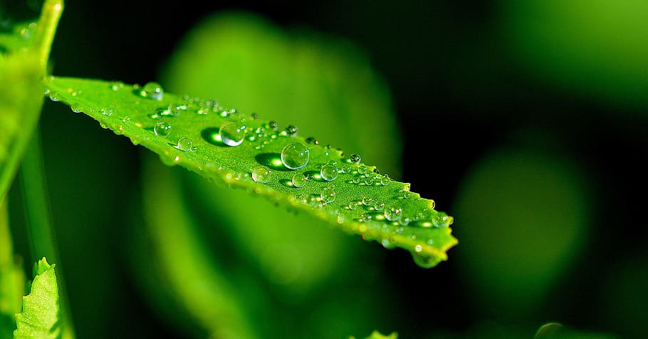 Droplets on Green Leaf in Close Up Photograph, dew, macro, nature HD wallpaper