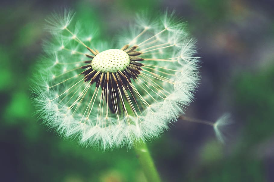 macro, dandelion, taraxacum, plants, flowers, inspiration, flora HD wallpaper