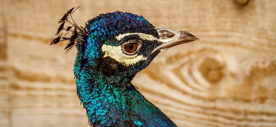 peacock, bird, plumage, pride, feather, bill, gorgeous, color HD wallpaper