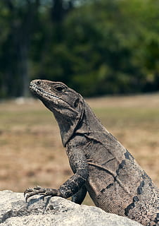 komodo dragon, animal themes, animal wildlife, animals in the wild HD wallpaper
