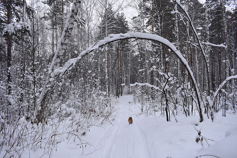 forest, snow, winter, tree, crooked, landscape, frost, forests HD wallpaper