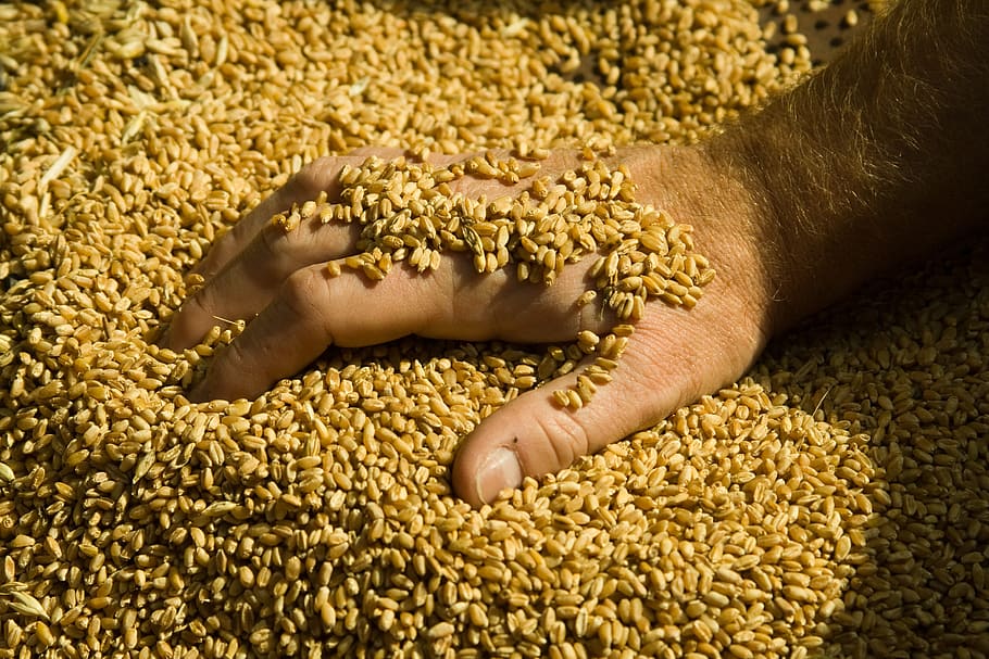 wheat, millstone, collected, contact, nature, human hand, human body part HD wallpaper