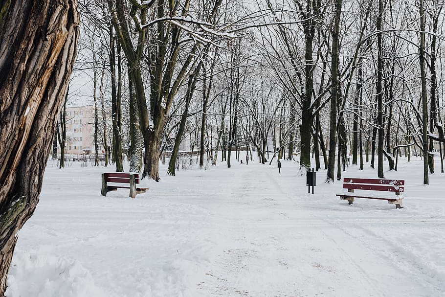 Wintery Park, white, clean, outdoor, trees, cold, snow, snowy HD wallpaper