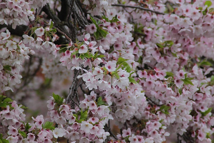 cherry tree, blossom, cherry blossom, spring, flower, flowers HD wallpaper