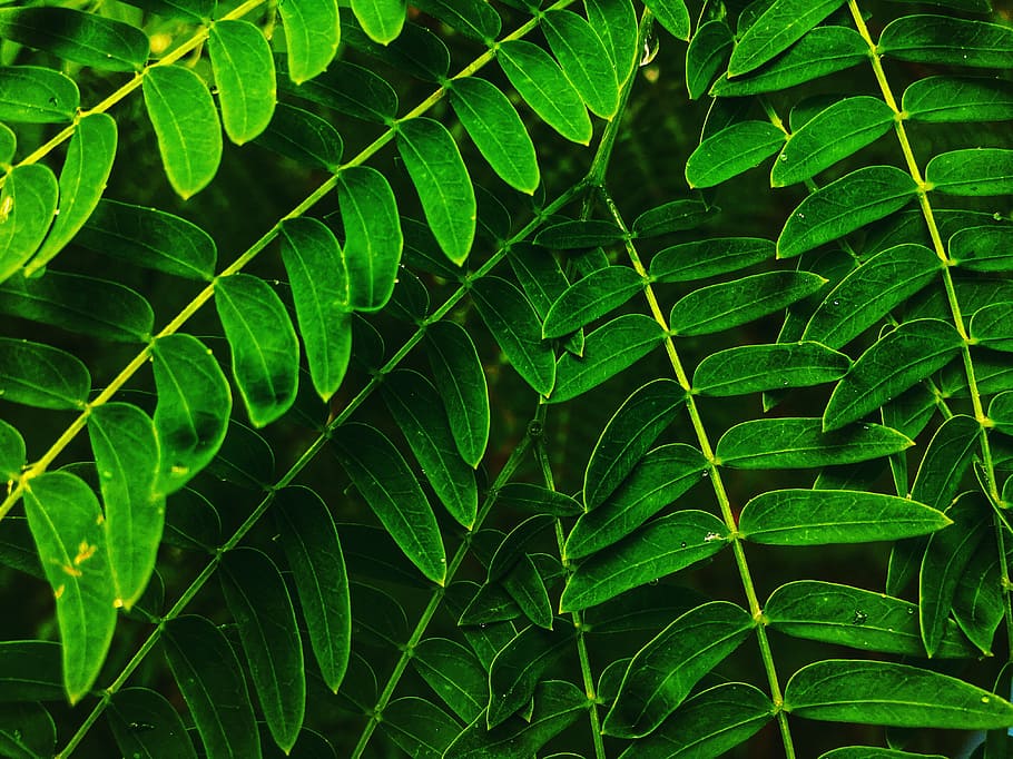 Closeup Photo of Double-compound Leaves, bright, close-up, colors HD wallpaper