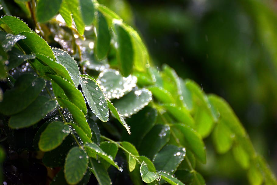 leaves, rain, raindrop, rainy weather, drip, wet, plant, drop of water, HD wallpaper