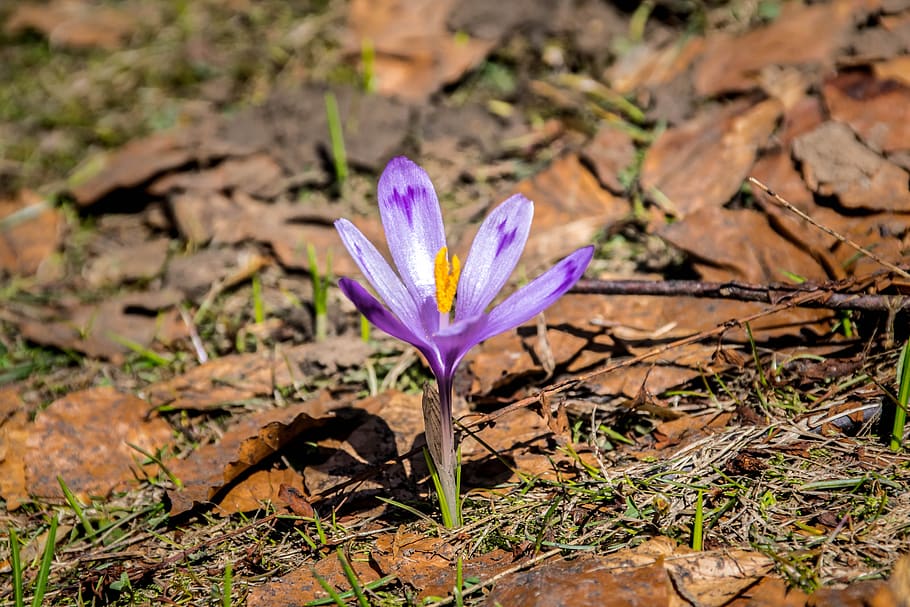 crocus, spring, nature, plant, flowers, flora, violet, flowering plant HD wallpaper