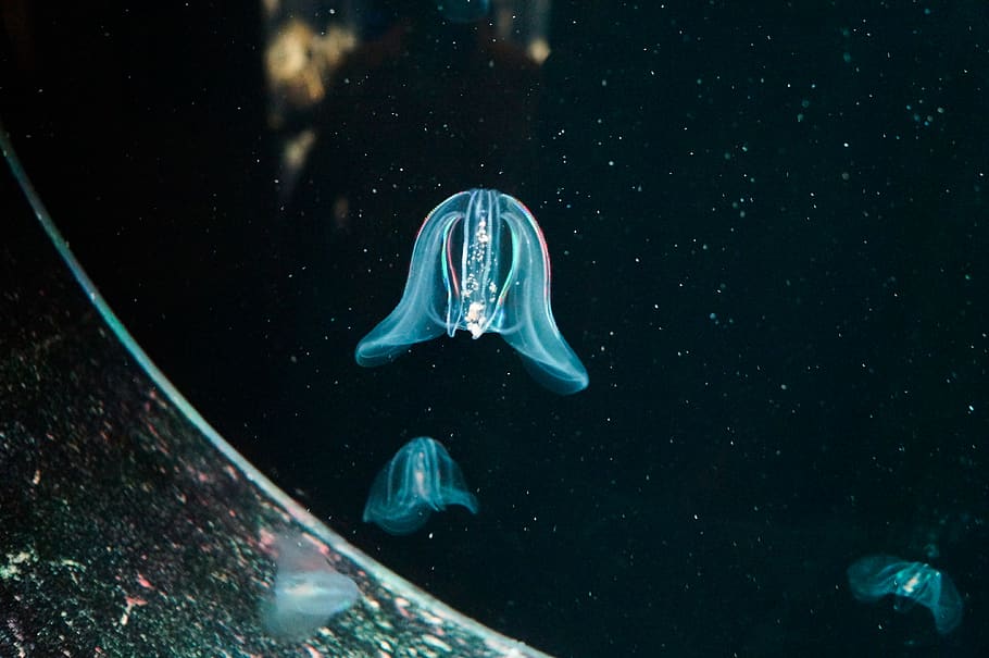 jellyfish, animal, sea life, invertebrate, water, light, underwater