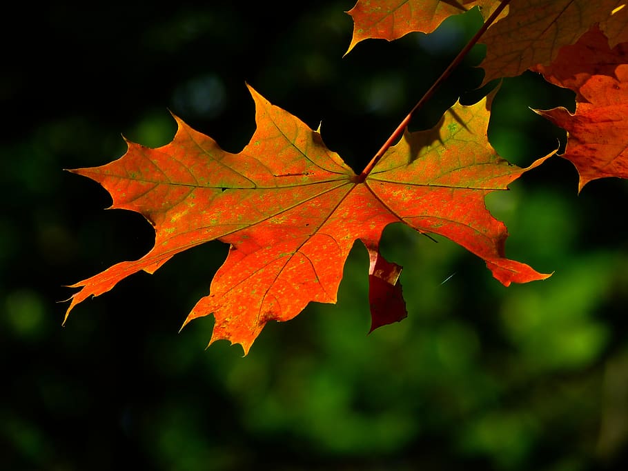 Autumn Leaves, blur, close-up, macro, maple leaves, plant part HD wallpaper