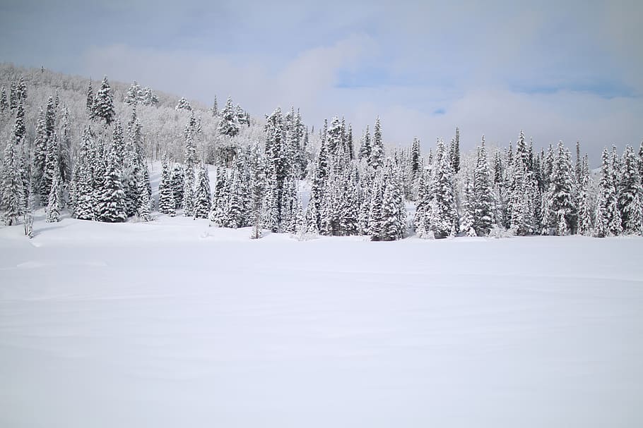 snow covered pine trees, winter, cold temperature, tranquility HD wallpaper