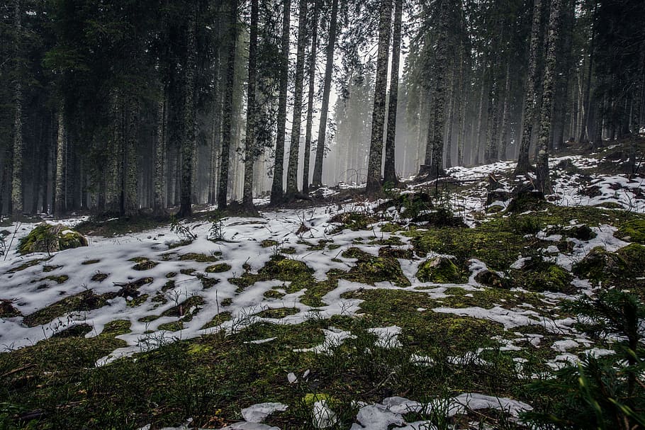 nature, landscape, trees, forest, woods, dark, night, plant HD wallpaper
