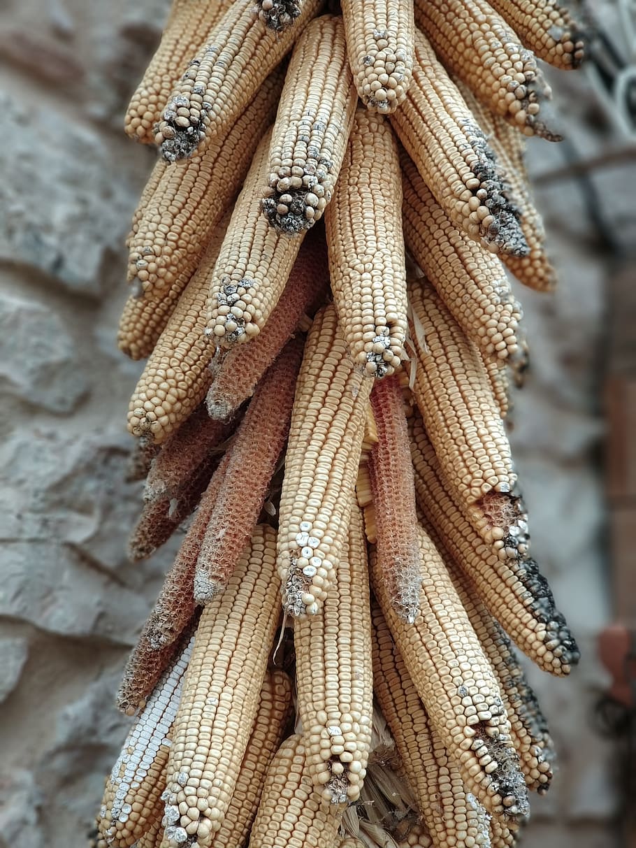 corn, spoiled, farm, wellbeing, food, healthy eating, food and drink HD wallpaper