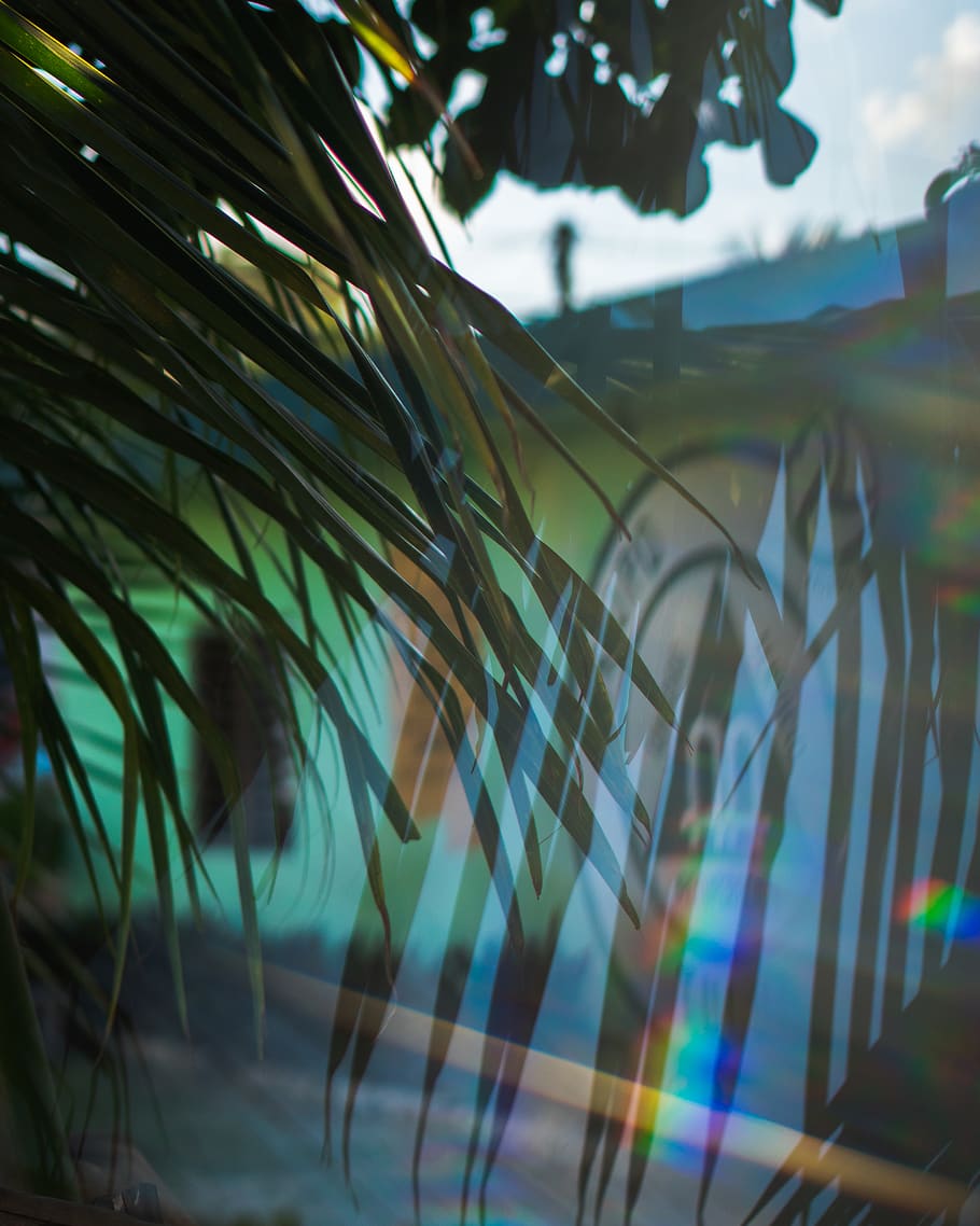 plant, vegetation, bush, tree, flare, light, art, water, outdoors HD wallpaper