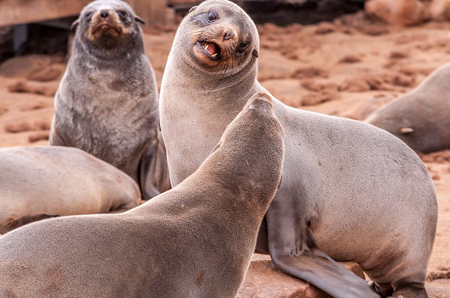 seals on sand during daytime, animal, animal themes, group of animals HD wallpaper