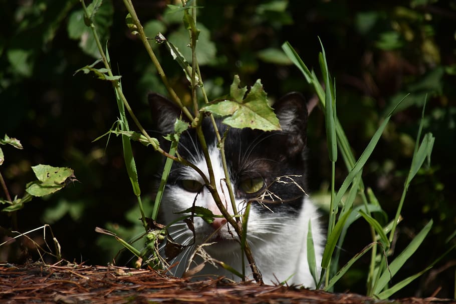 animals, cat, portrait, nature, pet, animal themes, domestic cat HD wallpaper