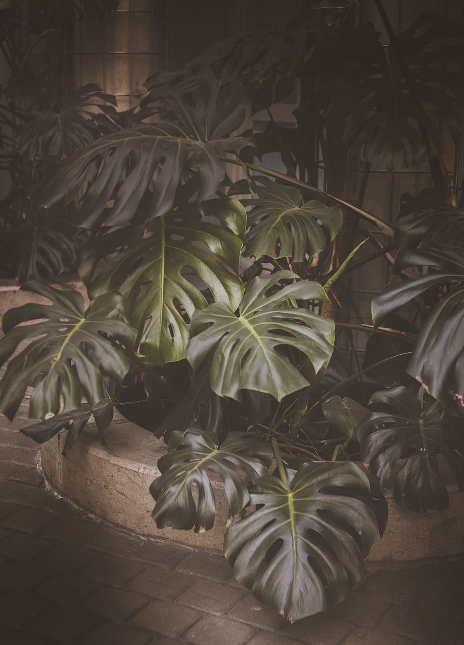 Green Swiss Plants Potted on Brown Pot, beautiful, botanical, HD wallpaper