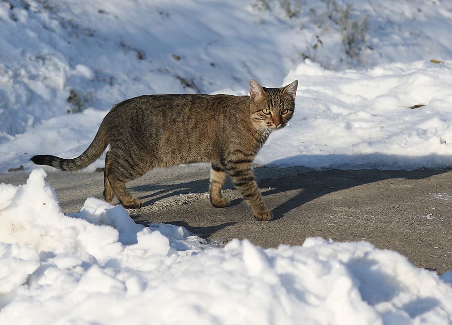 cat, snow, gray, hunting, pet, fur, animal, animal themes, mammal HD wallpaper
