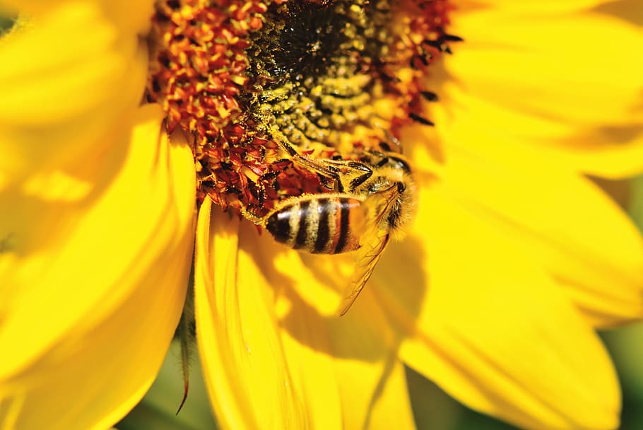 sunflower, bee, insect, sprinkle, pollen, blossom, bloom, bright HD wallpaper