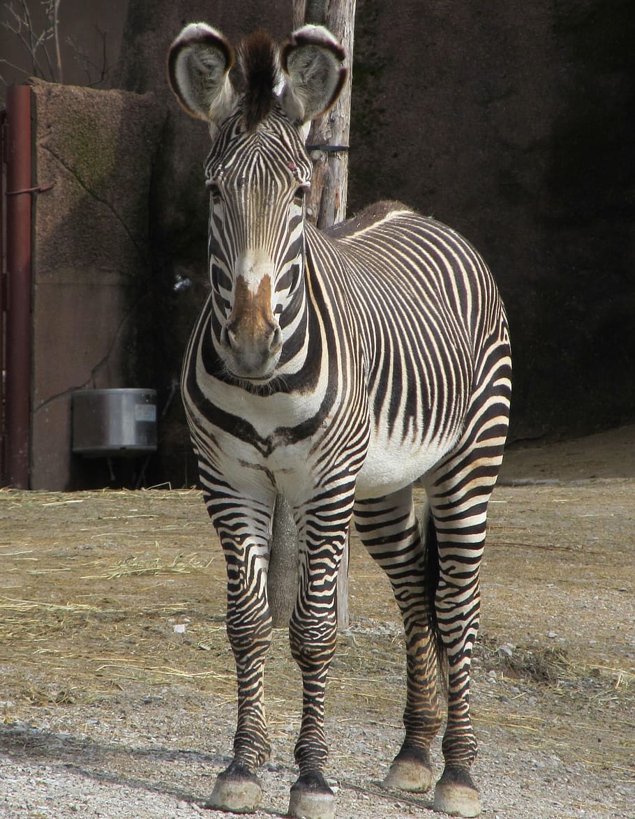 zebra, looking, head, standing, nature, wildlife, mammal, striped HD wallpaper