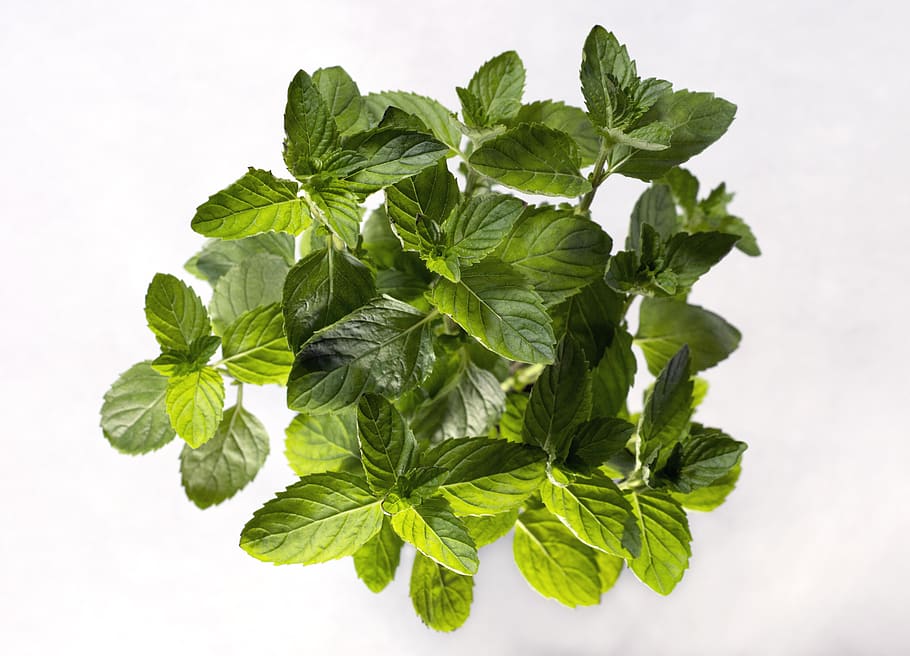 plant, spearmint, leaf, leaves, green, aerial, nature, plant part HD wallpaper