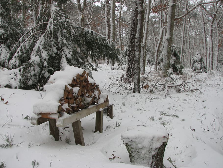 wood, pile, cut, logs, snow, trees, winter, cold temperature HD wallpaper