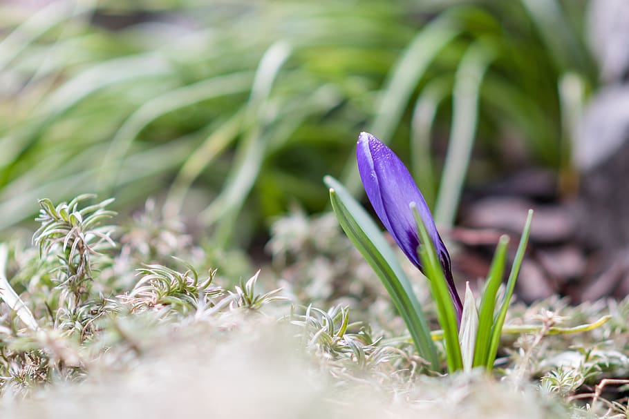 crocus, blue, flower, plant, flowering plant, growth, freshness HD wallpaper