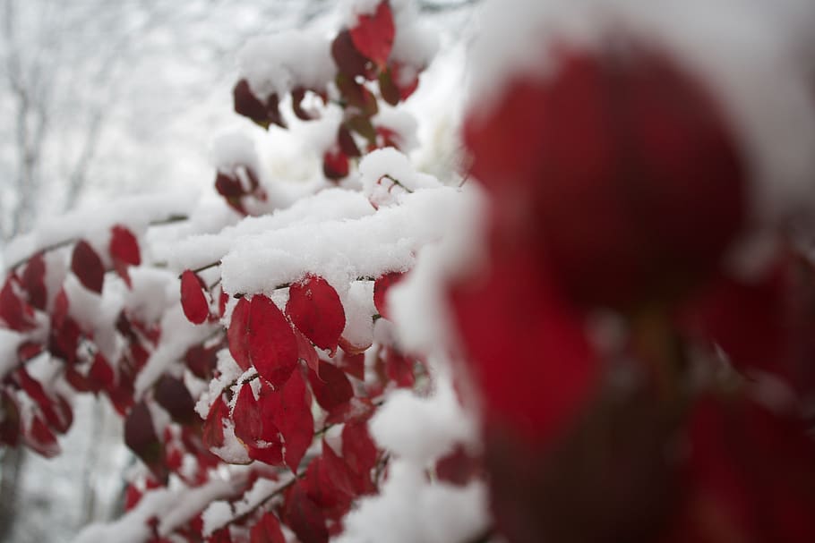 tree, red, white, winter, cold, unsplash, chirstmas, outside HD wallpaper
