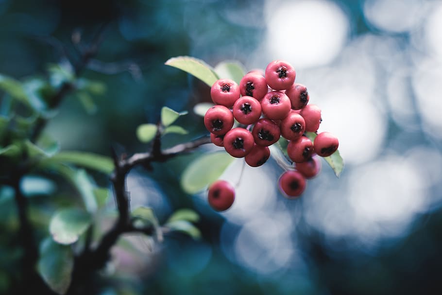 close up, blue, plant, tree, branch, nature, autumn, berry HD wallpaper