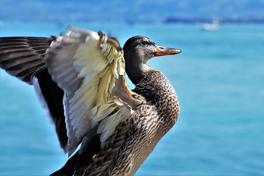 duck, wings, pen, beak, water, lake, summer, animals, flight HD wallpaper