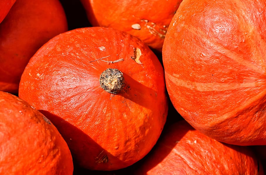 pumpkins, autumn, decoration, decorative squashes, harvest HD wallpaper