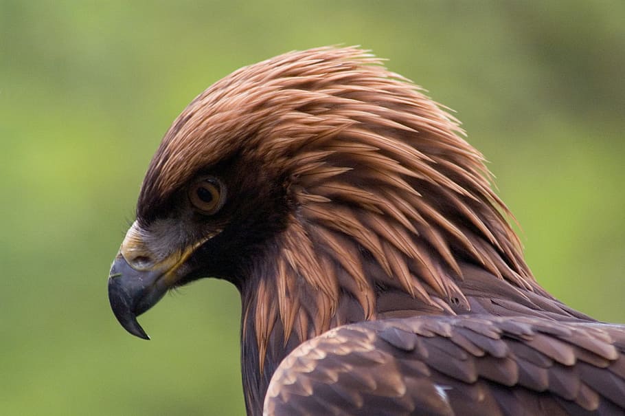 brown bald eagle, bird, portrait, animal, bird of prey, one animal HD wallpaper