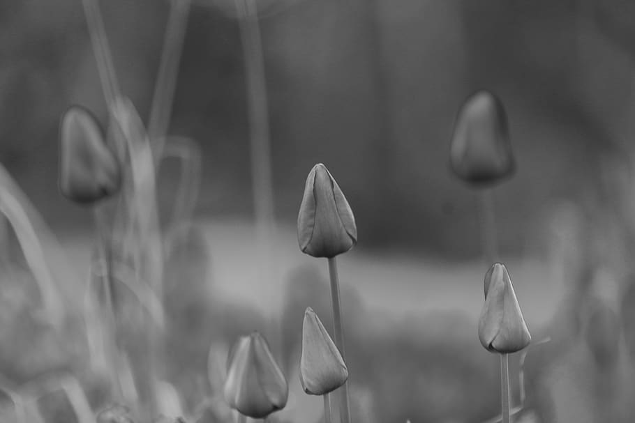 flowers, growth, focus on foreground, close-up, no people, plant HD wallpaper
