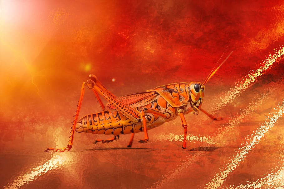 grasshopper, insect, one animal, animals in the wild, animal wildlife HD wallpaper