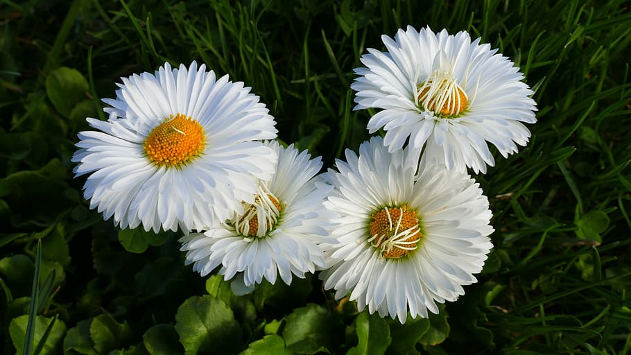 daisies, flower, spring, daisy, garden, nature, beauty, white HD wallpaper