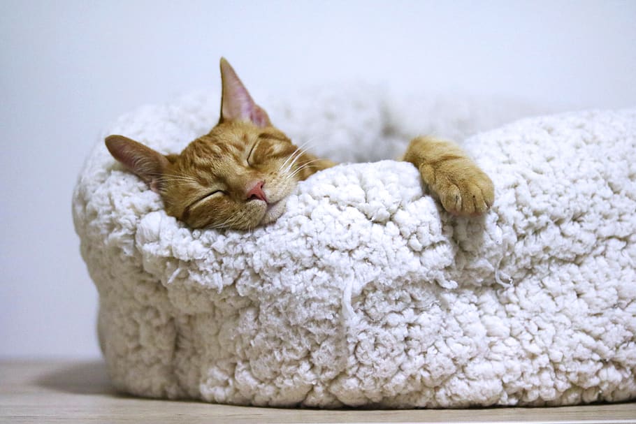 orange tabby cat sleeping on white pet bed, animal, mammal, belgrade, HD wallpaper