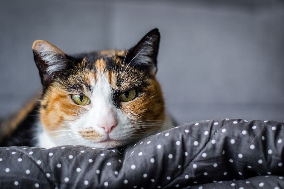cat, tranquility, animal, cat face, pets, domestic cat, animal themes HD wallpaper