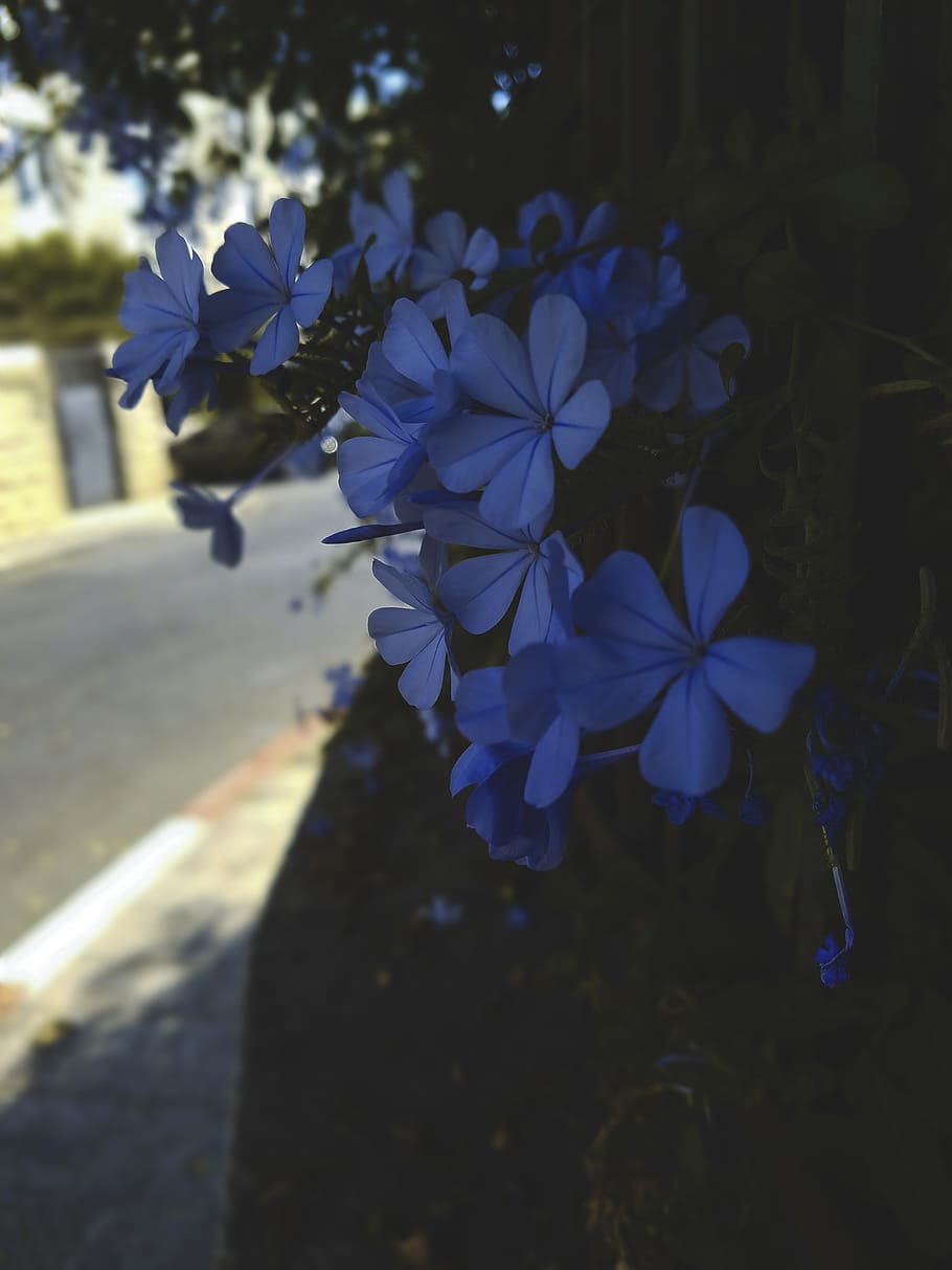 israel, jerusalem, blue, flower, flowering plant, fragility, HD wallpaper