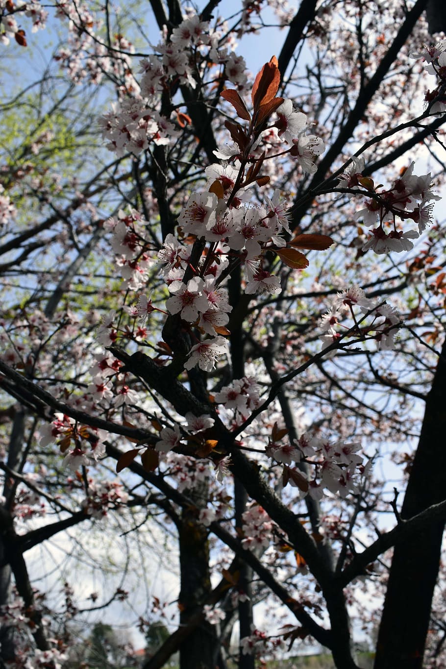 tree, plant, branch, flowering plant, blossom, springtime, growth HD wallpaper