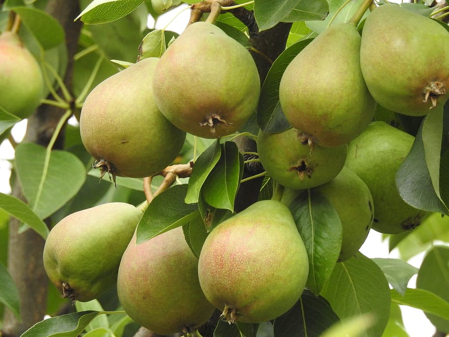 800+ Free Pear Tree & Pear Images - Pixabay