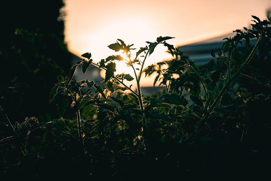 sun, sunset, garden, plants, evening, shaddow, leaves, tomatoes HD wallpaper