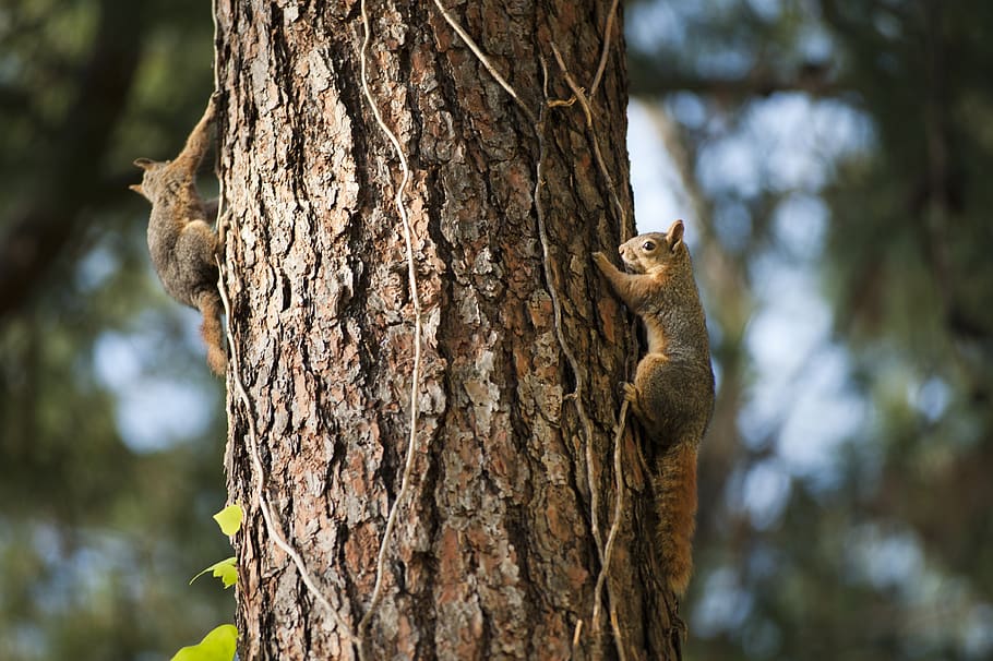 Two Squirrels on Tree Trunk, animals, bark, close-up, cute, daylight HD wallpaper