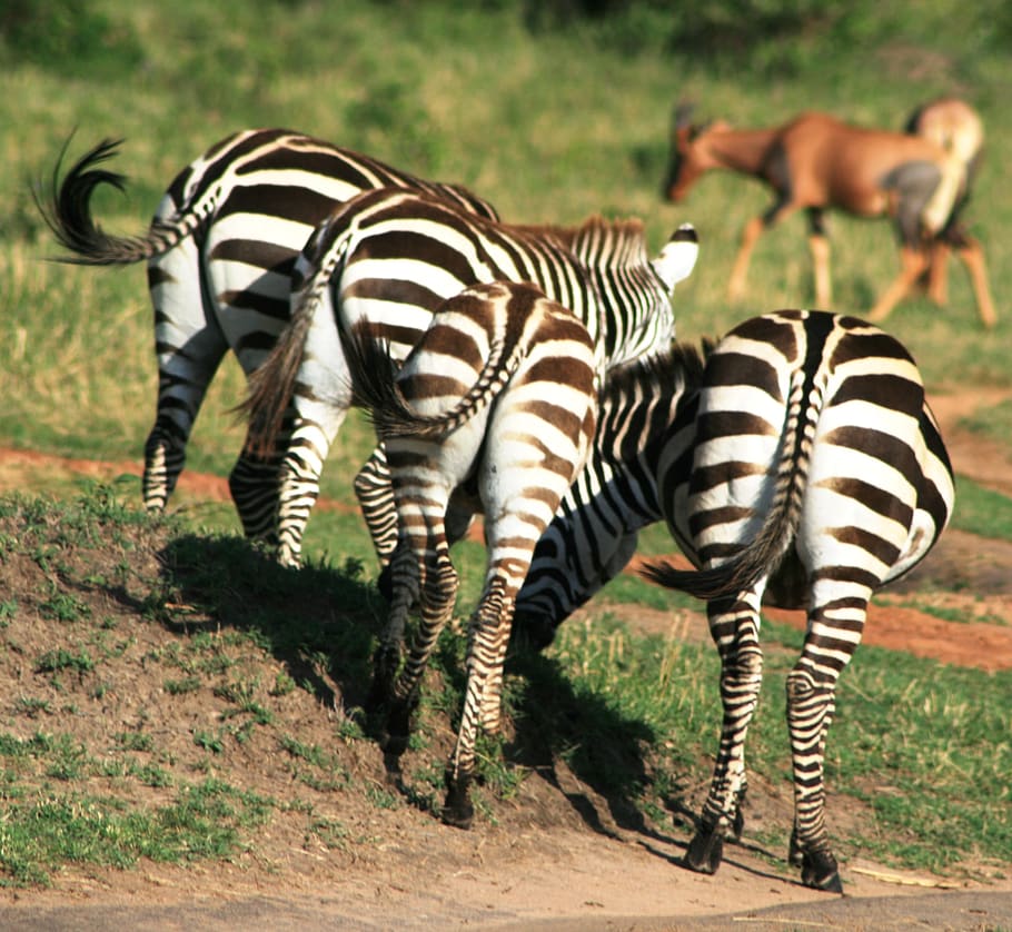 kenya, zebra, bottoms, widlife, safari, striped, animal themes HD wallpaper