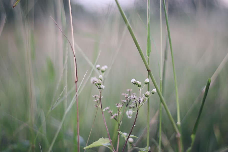 grass, flower, bokeh, closeup, outdoor, wildlife, plant, growth HD wallpaper