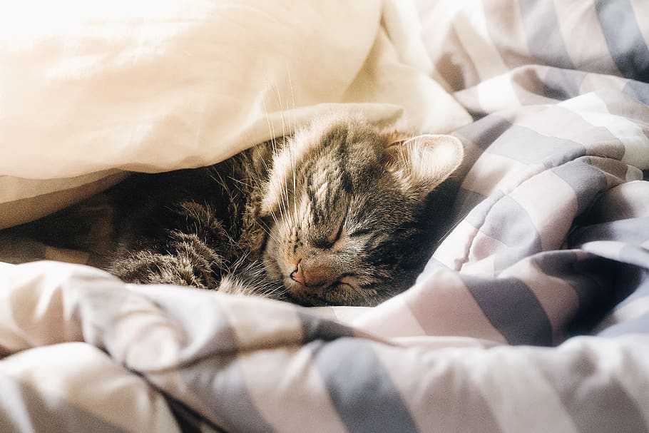 brown tabby cat lying in bed, domestic, pets, mammal, furniture HD wallpaper