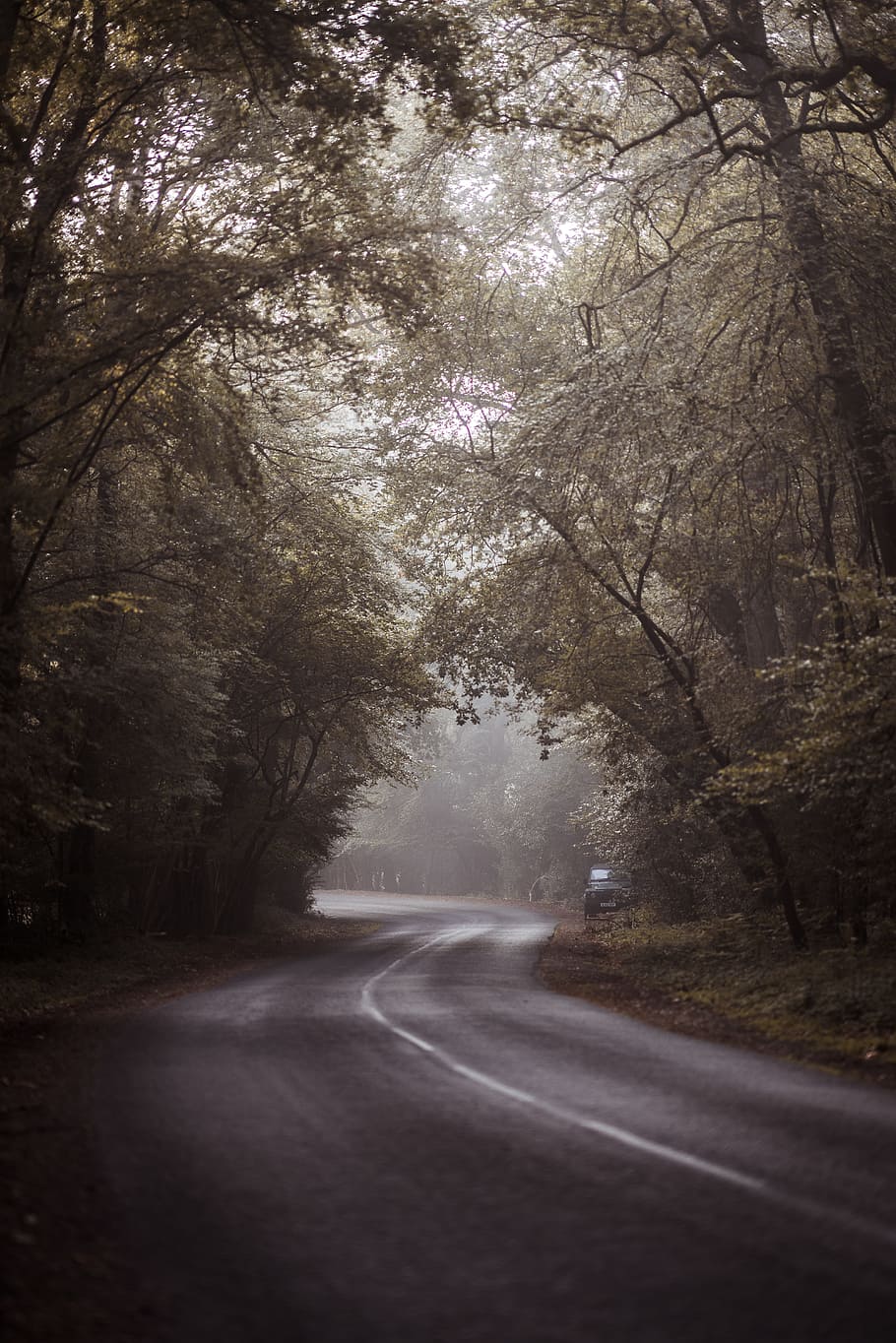 gray top road at day time, street, forest, covered, thick, route HD wallpaper