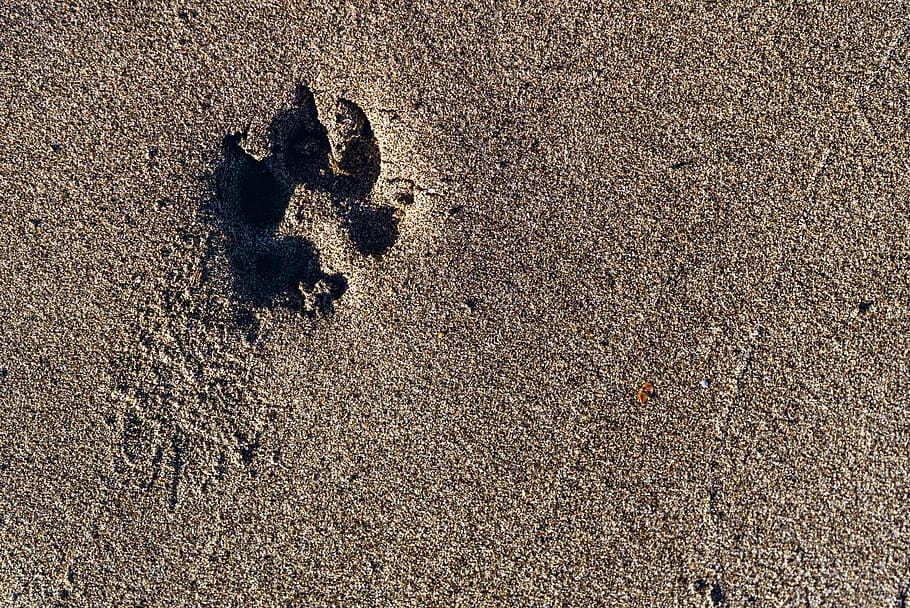 HD wallpaper: paw, print, paw print, sand, dog, footprint, track, dog paw |  Wallpaper Flare